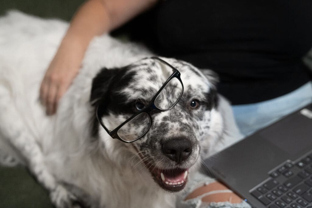 an image of a dog with glasses falling off his face he helps Emma Males educate about SEO for photographers